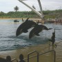 Orca at a Spanish zoo